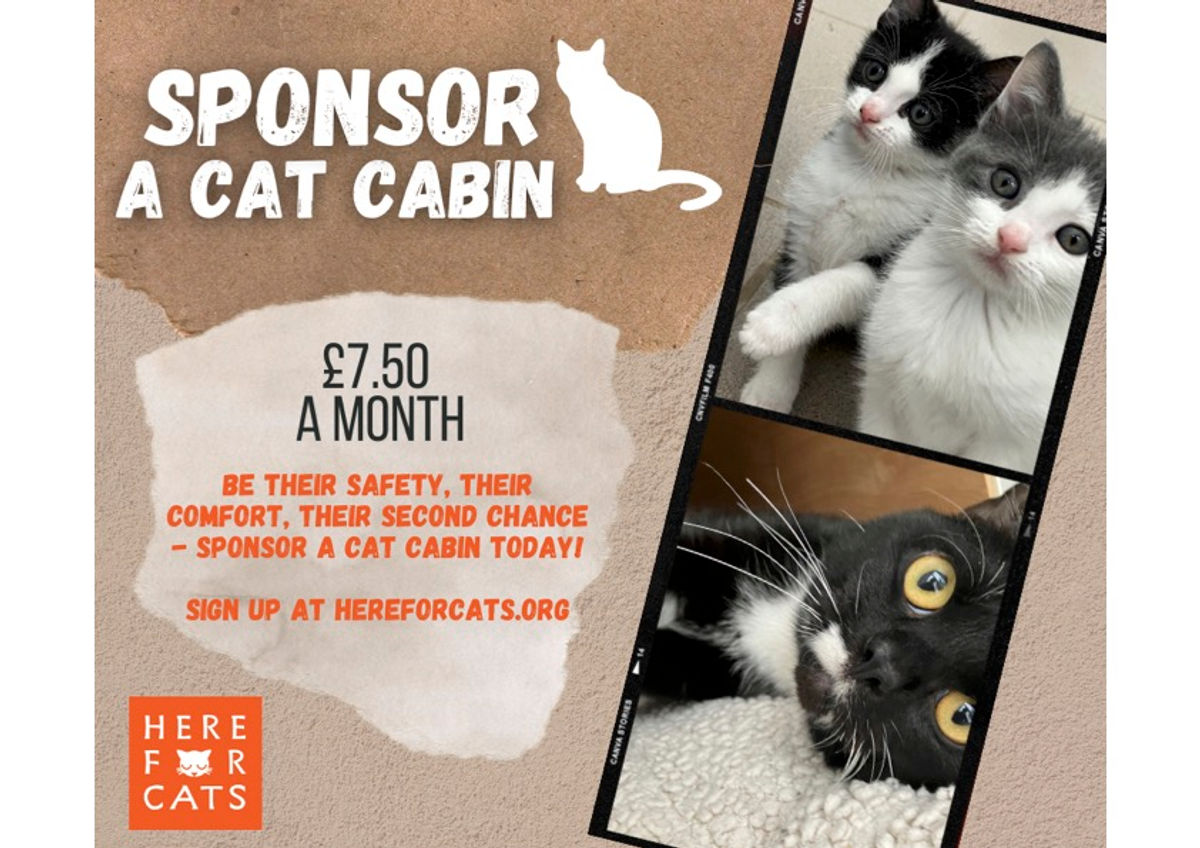 Sponsor a cat cabin for £7.50 a month. Download the sponsorship leaflet.