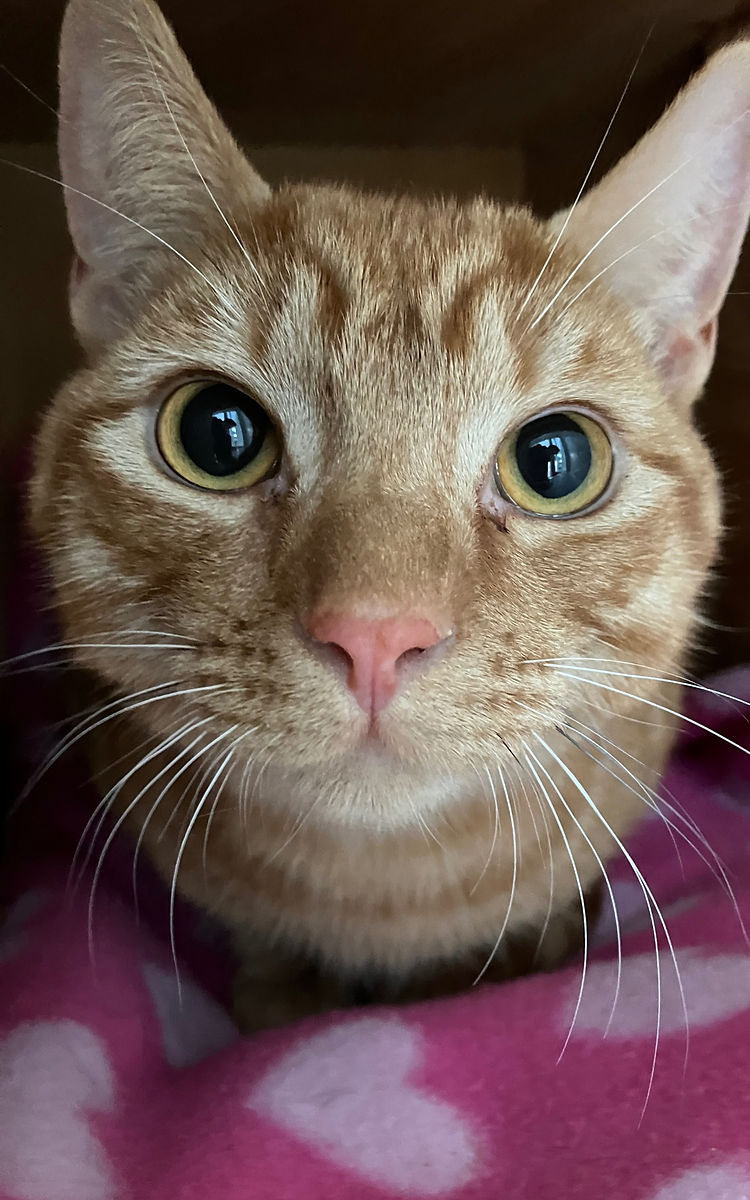 A rescued ginger cat awaiting a new home