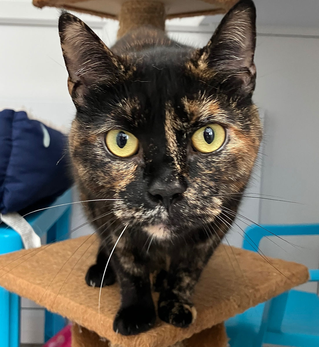 A tortoiseshell cat in one of our cat cabins