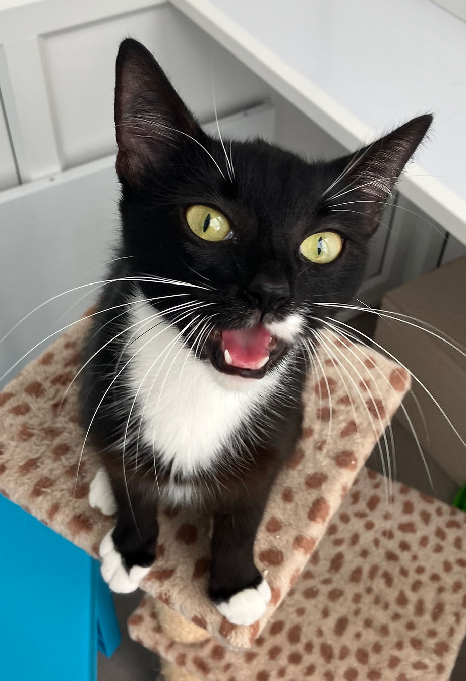 A black and white cat enjoying the safety of a cat cabin