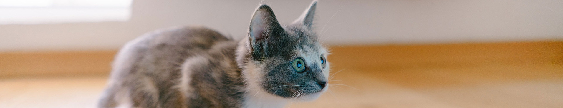 A cat ready for a loving home