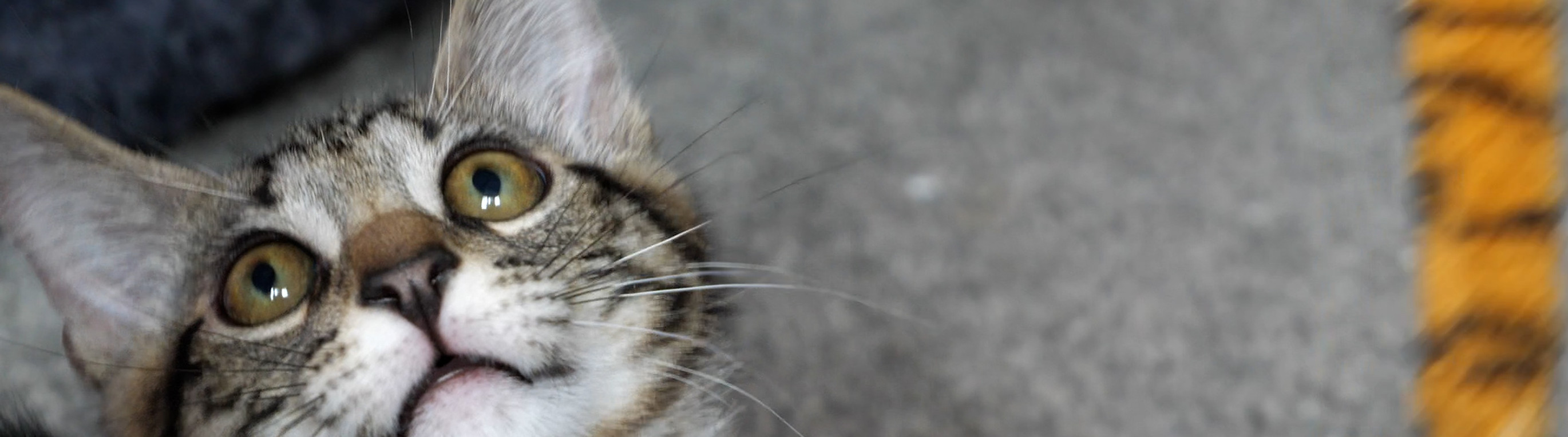 A playful tabby cat looking up