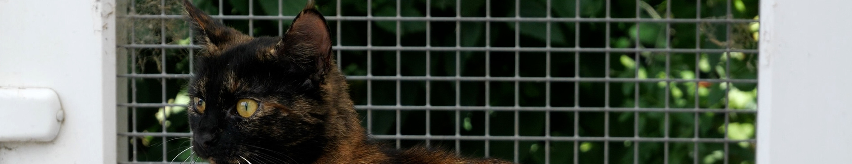 A tortoiseshell cat at Here for Cats