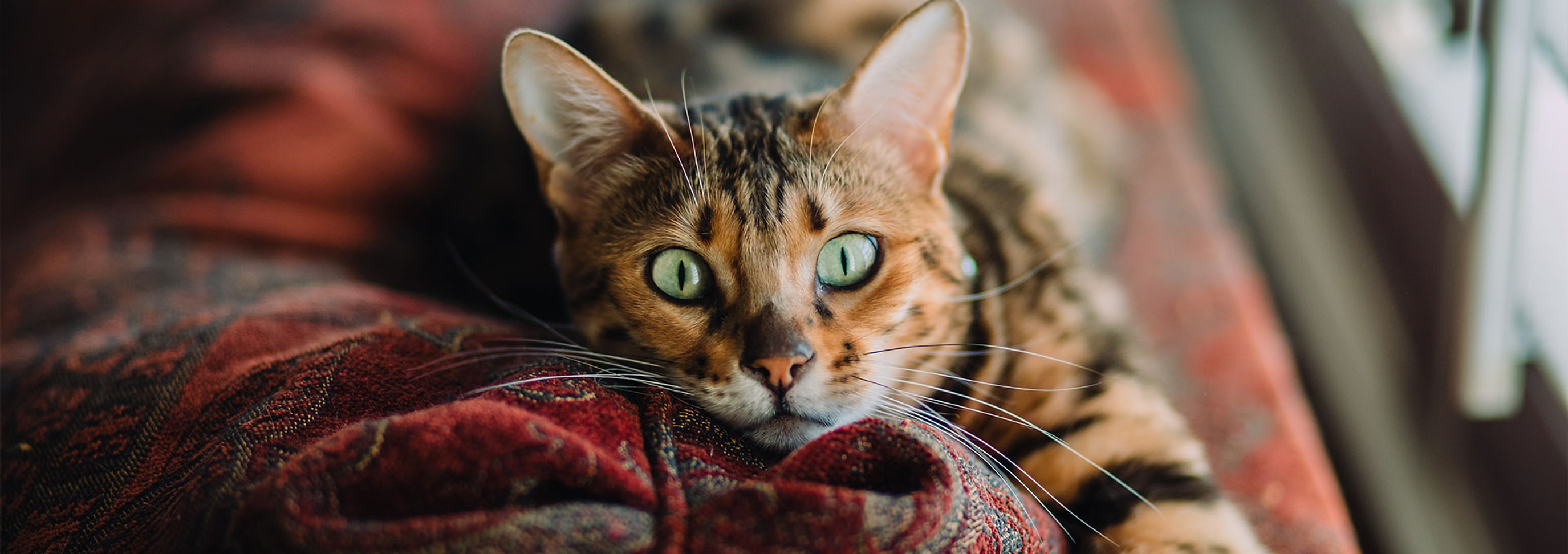 A tabby cat resting on a patterned blanket