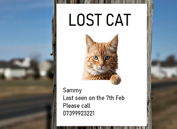 Lost Cats