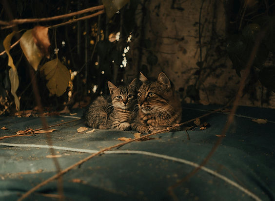 Stray Cats