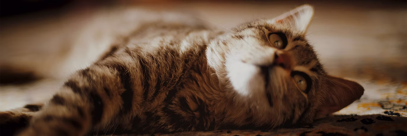 A relaxed tabby cat lying on a rug