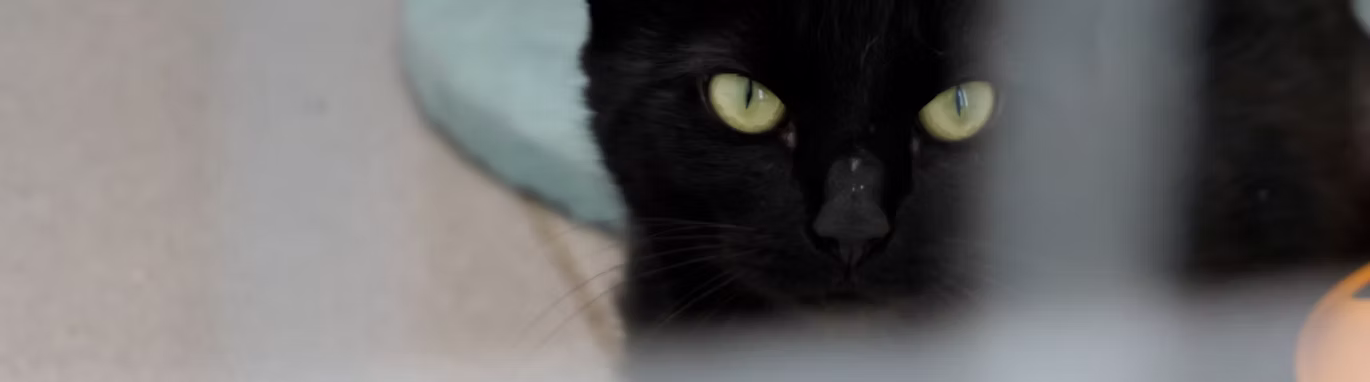 A black rescue cat